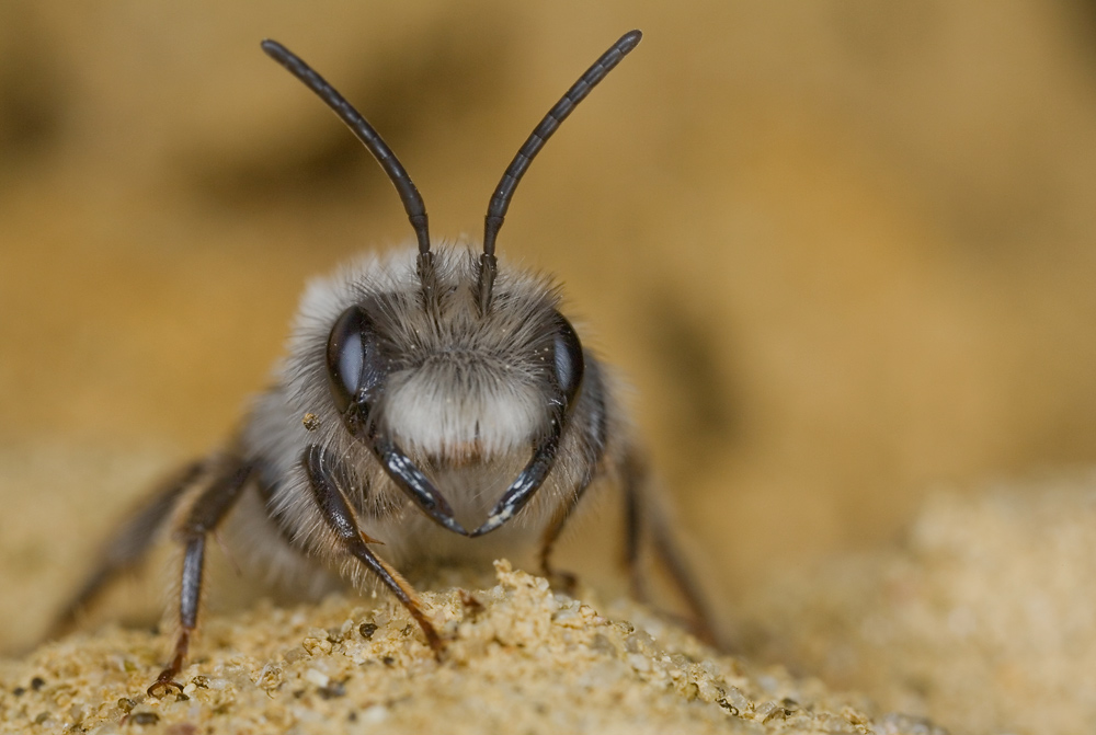 wildbienen