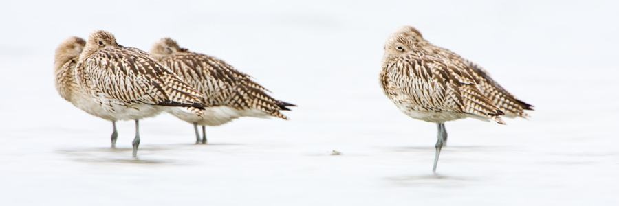 brachvogel
