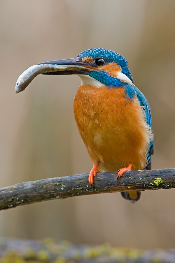 eisvogel