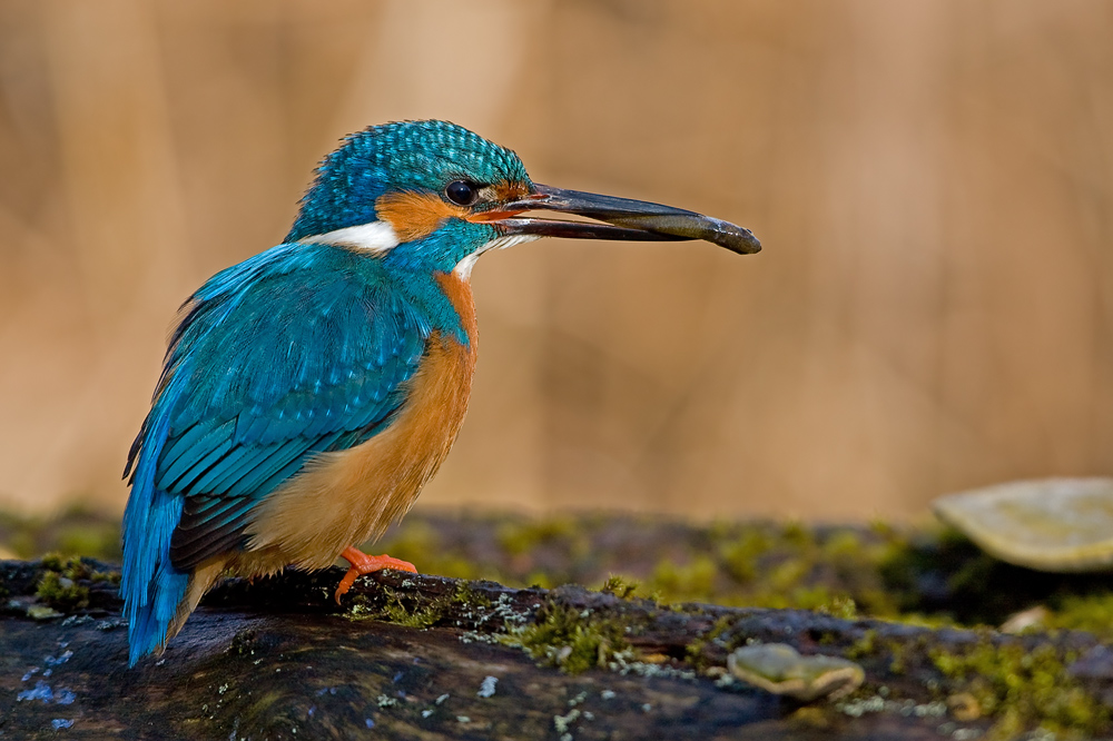 eisvogel