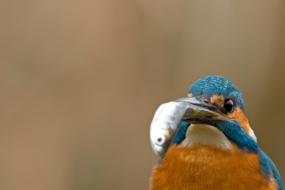 eisvögel