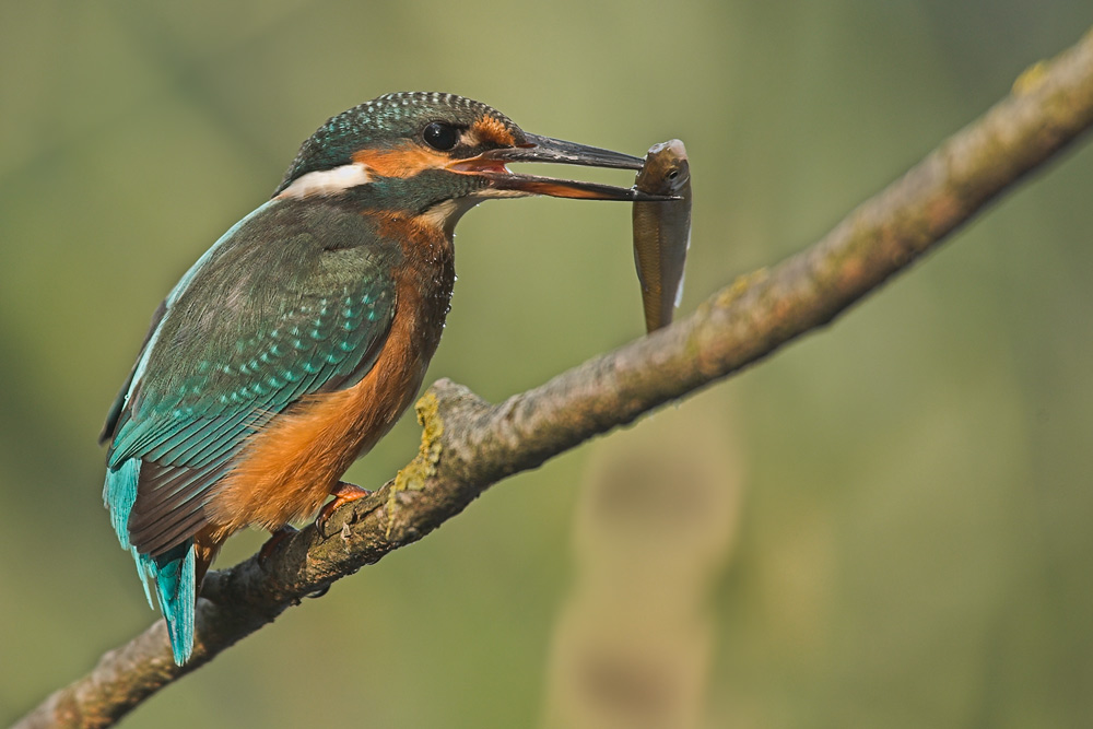 Eisvogel