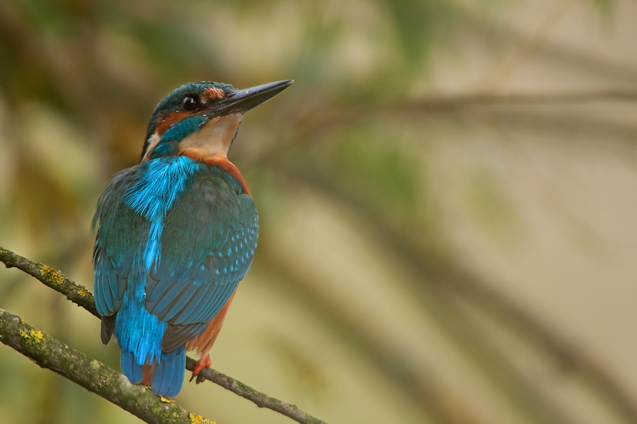 eisvogel