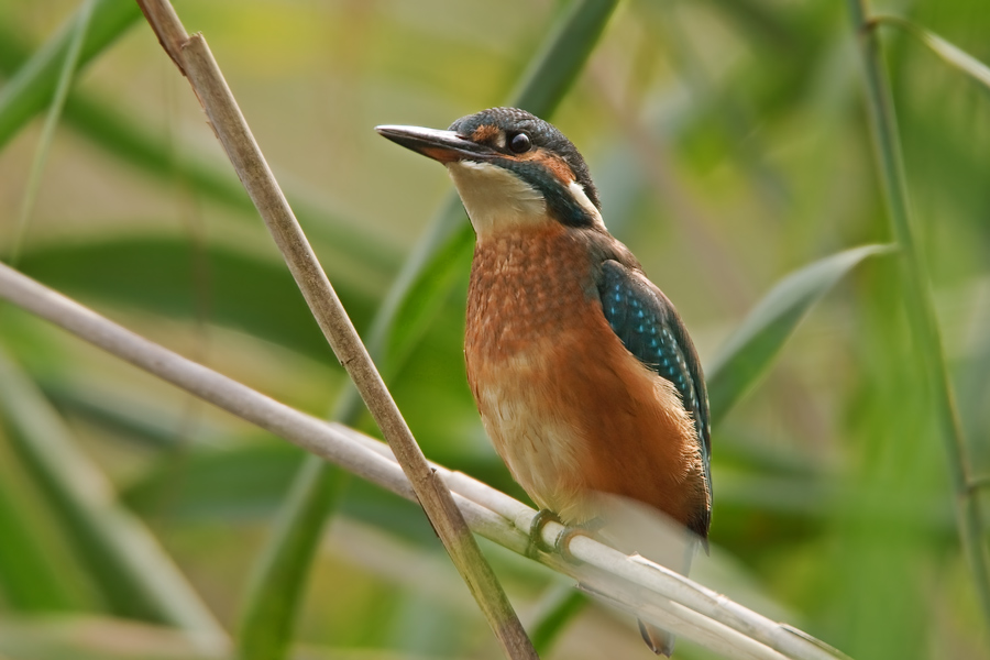 eisvogel