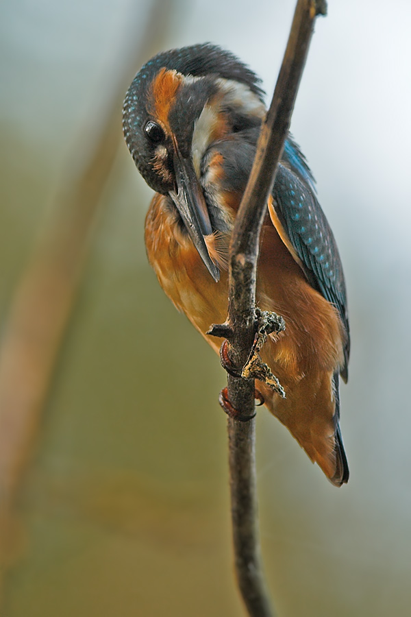 Eisvögel