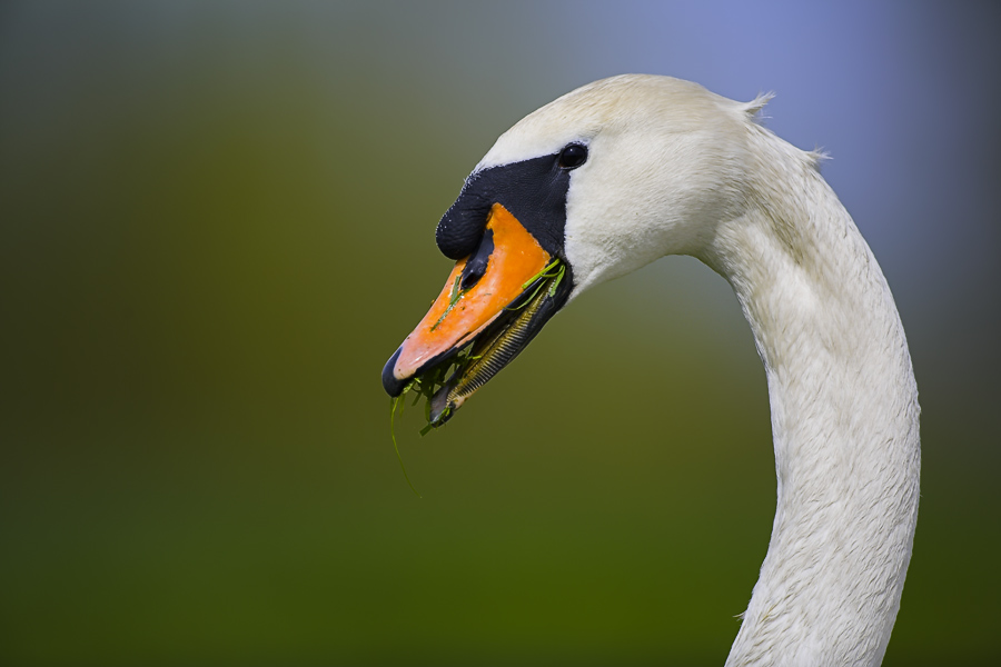 höckerschwan