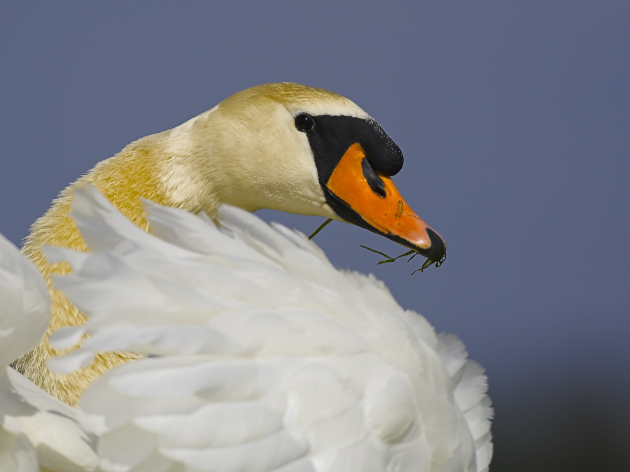 hoeckerschwan
