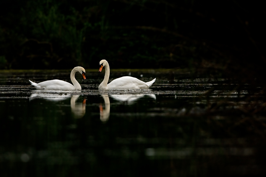 schwan
