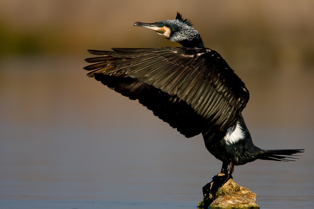 kormoran