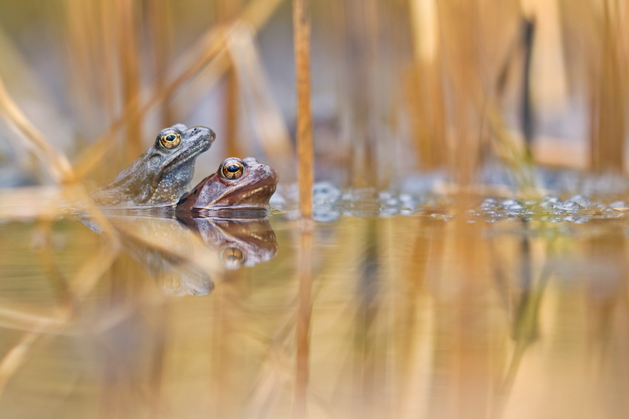 moorfrosch