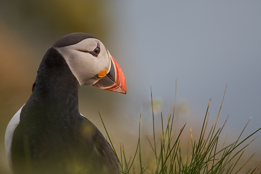 puffin