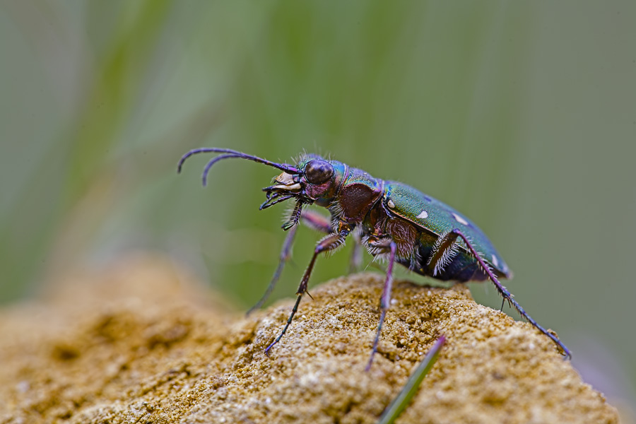 sandlaufkäfer