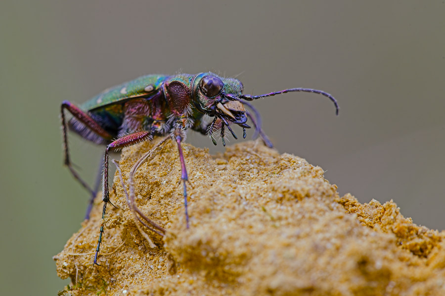 sandlaufkäfer